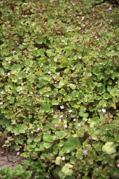 298.60 Cymbalaria muralis